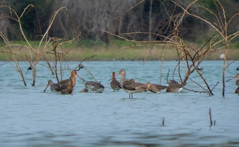Riserva naturale Biviere Di Gela